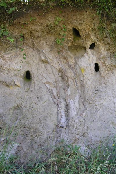 cliffnesters