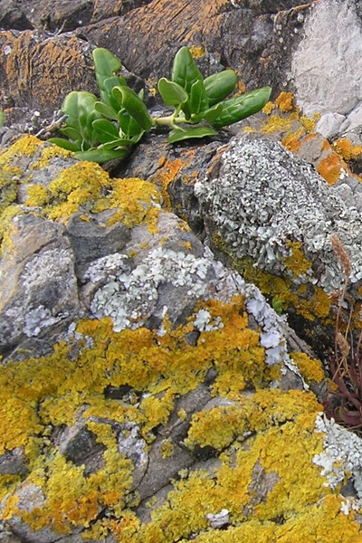 rockyshore