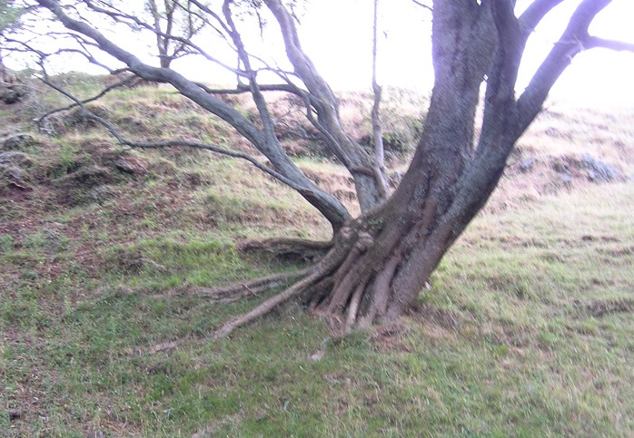 buttress roots use neighbourhood support
